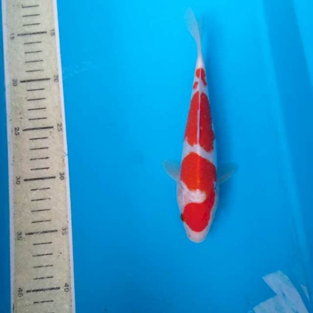 KOHAKU