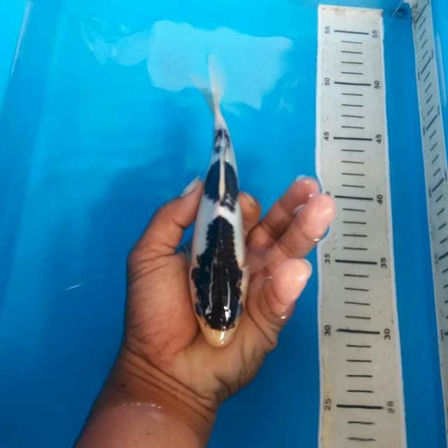 ghoromo 