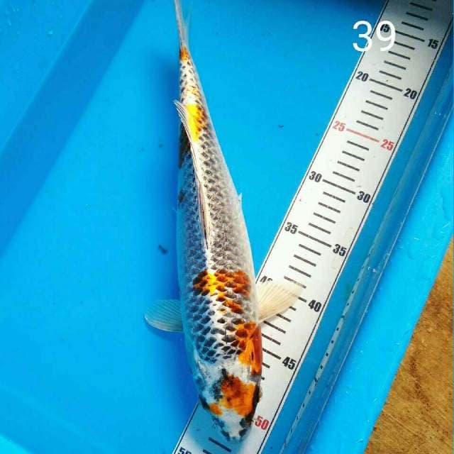 Kujaku Torpedo Quality Bakat Jumbo 