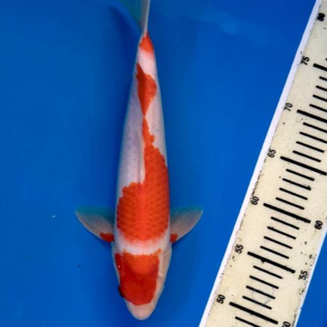 Maruten Kohaku Step3 MerahMerona