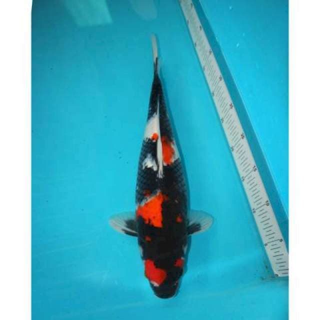 Showa 38 cm