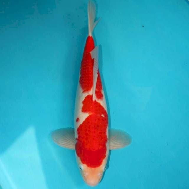 Kohaku 32 cm