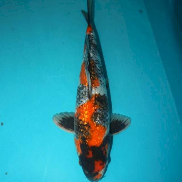 Showa Ginrin 29 cm