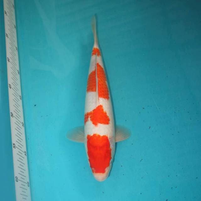 Kohaku 29 cm