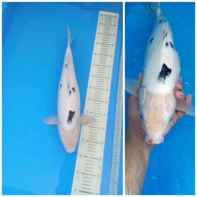 Bekko female 42 cm