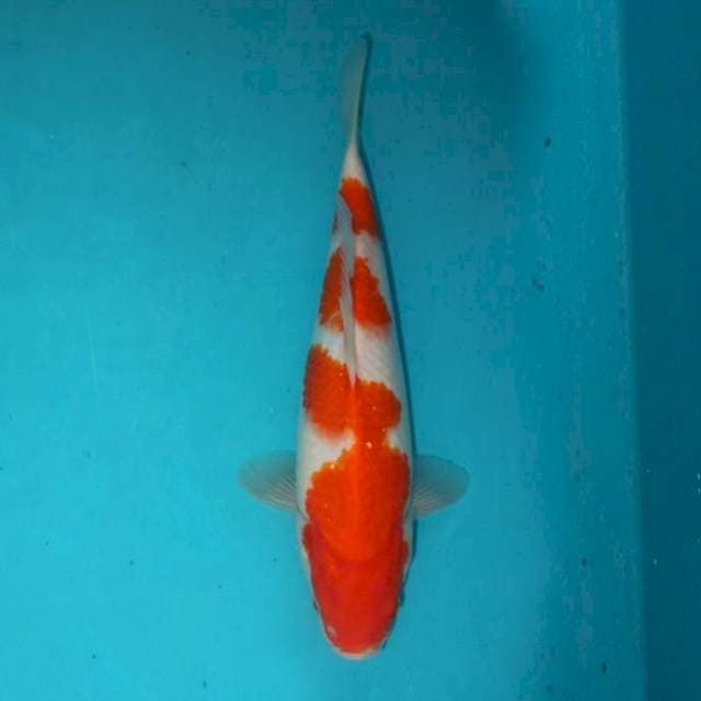 Kohaku 30 cm