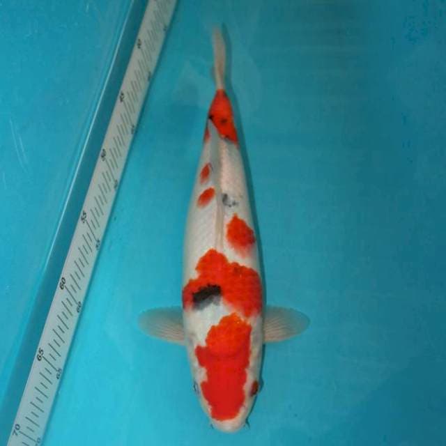 Sanke 29 cm