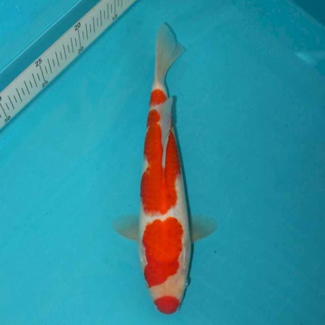 Kohaku Kuchibeni 27 cm