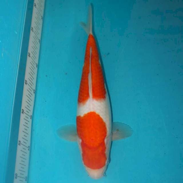 Kohaku 31 cm