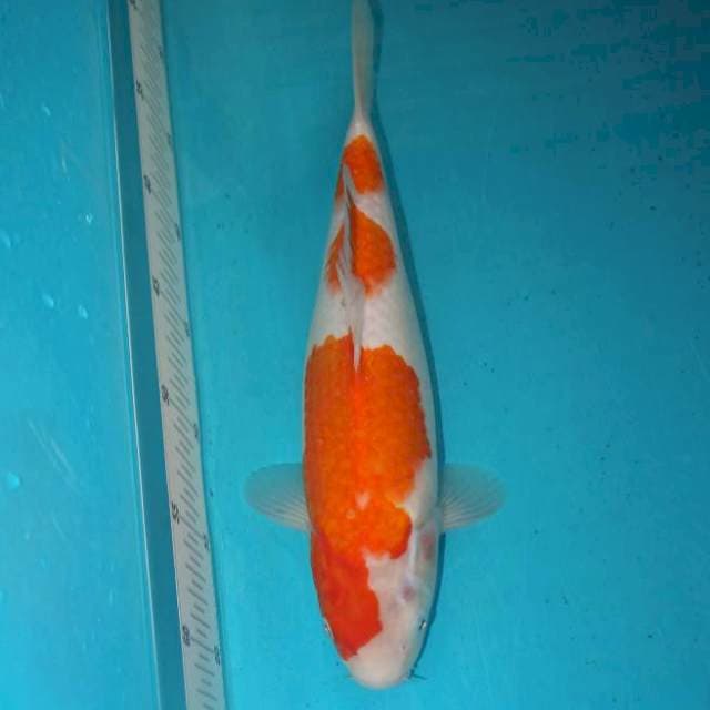 Kohaku 31 cm