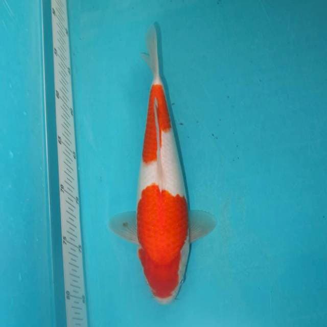 Kohaku 29 cm
