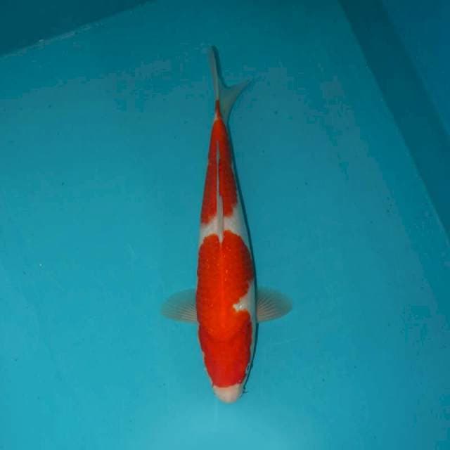 Kohaku 31 cm
