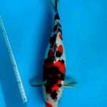 Doitsu Sanke Aragoke 33cm