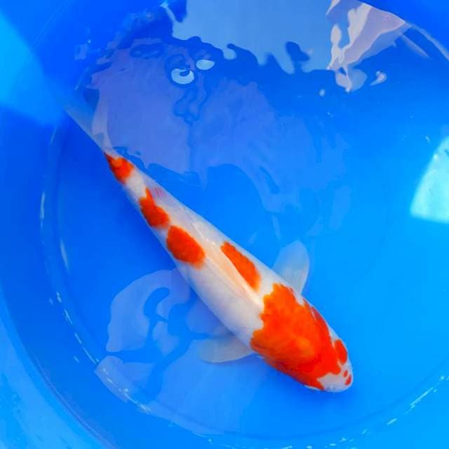 Kohaku 27cm