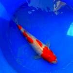 Kohaku 27cm