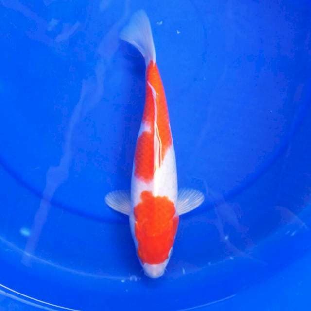 Kohaku || 28 cm