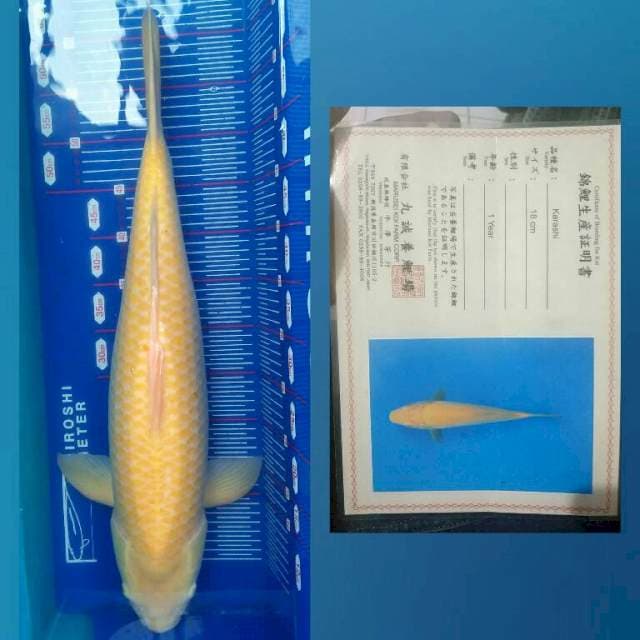 Karasi import Red Eye 65Bu
