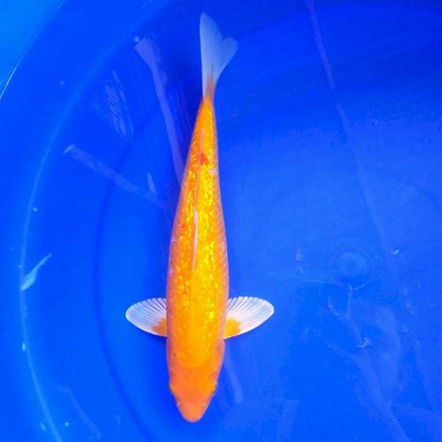 Ogon Ginrin || 30 cm