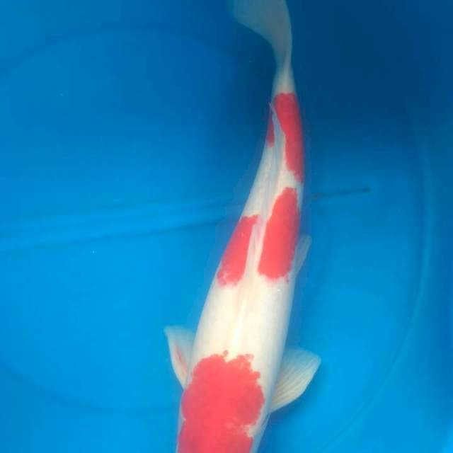 Sk kohaku