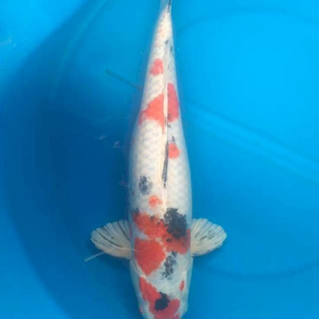 Sk yamatonisiki