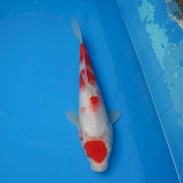 Maruten Kohaku Ori F1