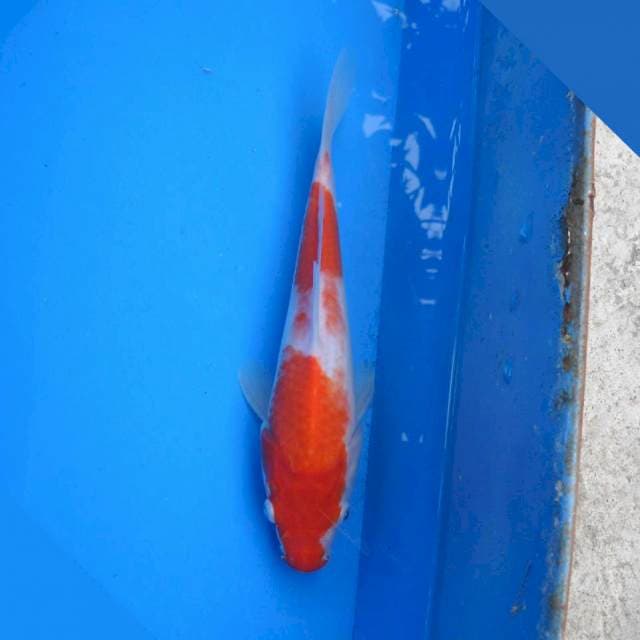 Kohaku Ori F1