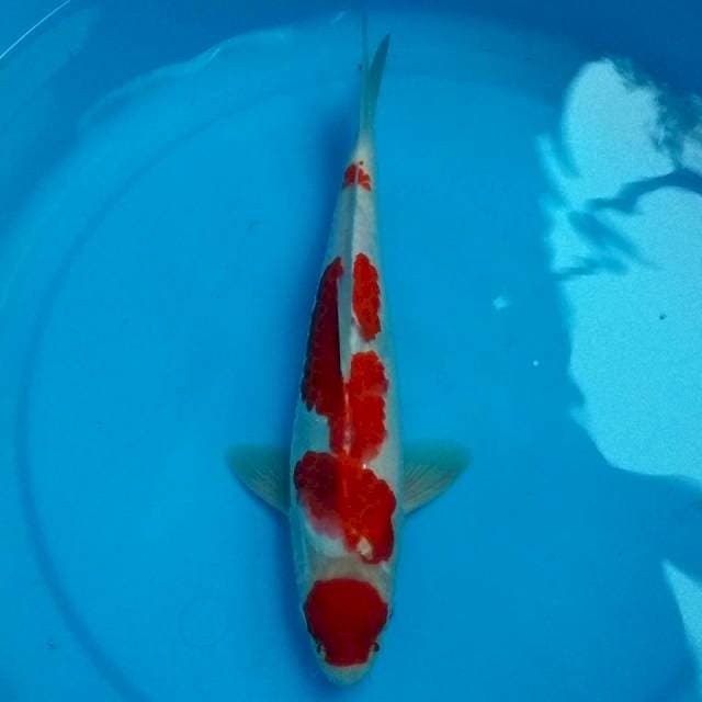Maruten Kohaku 31cm