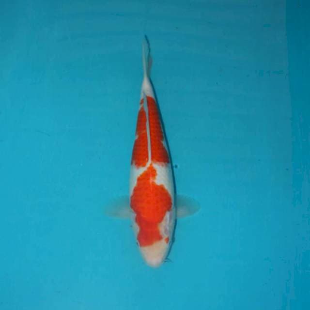 KOHAKU 29 CM