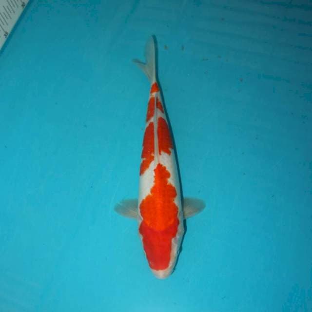 KOHAKU 29 CM