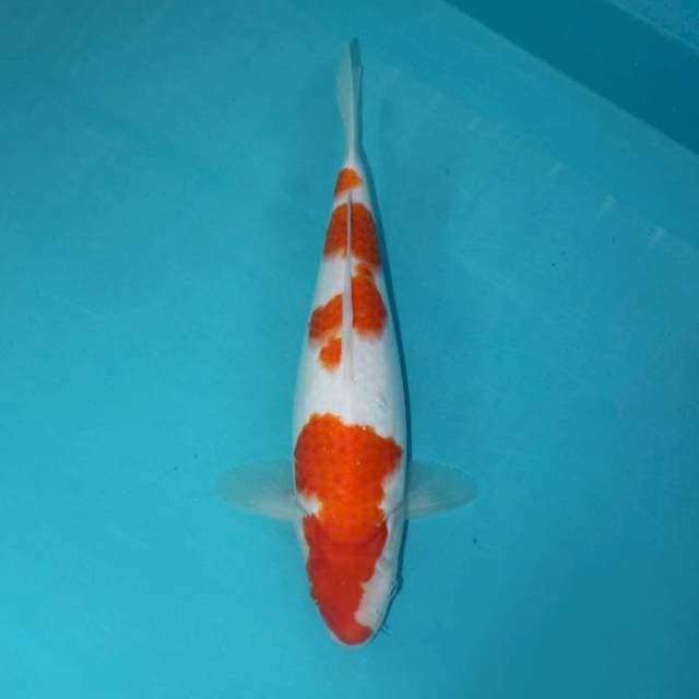 KOHAKU 29 CM