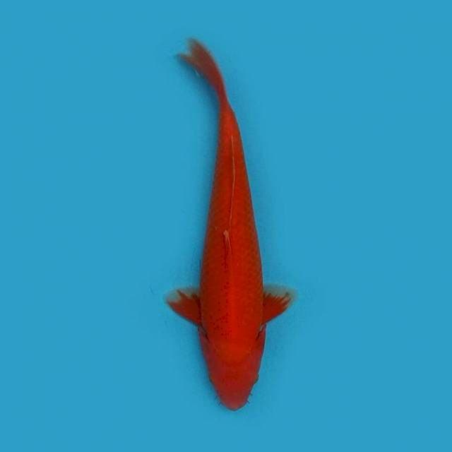 Benigoi 27