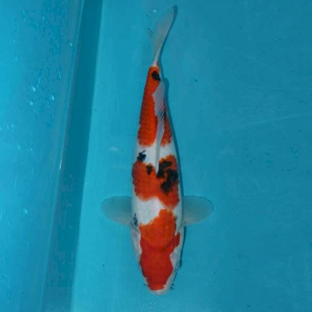 SANKE 30 CM