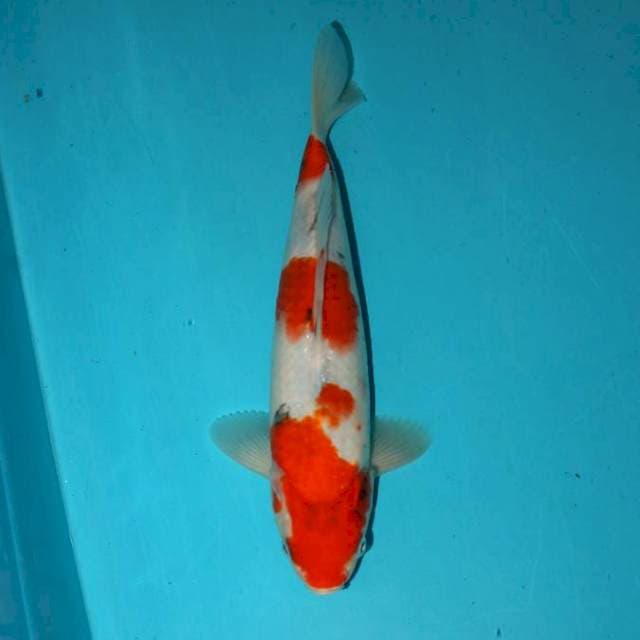 SANKE TATEGOI 26 CM