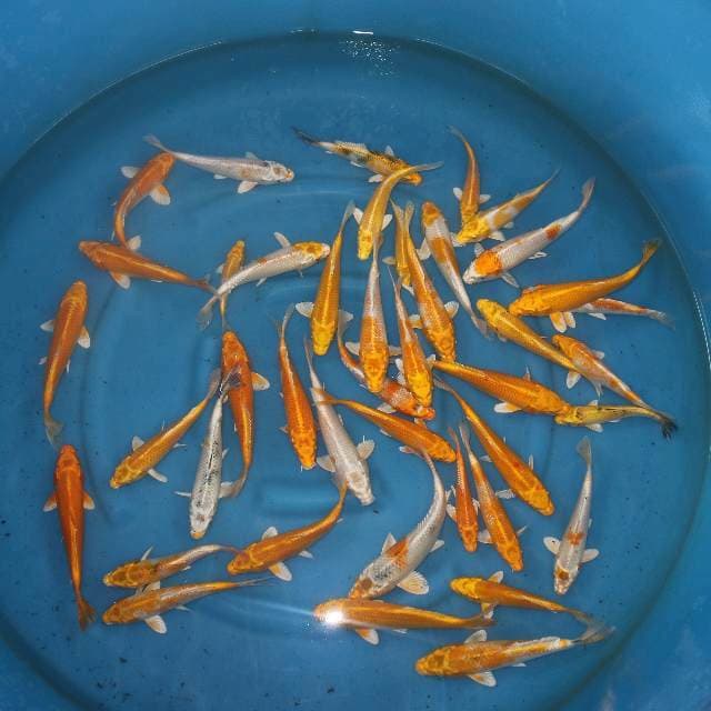 PAKET OGON HARIWAKE 13-24 CM