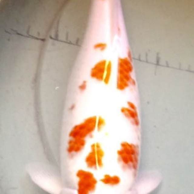kohaku jumbo