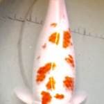 kohaku jumbo