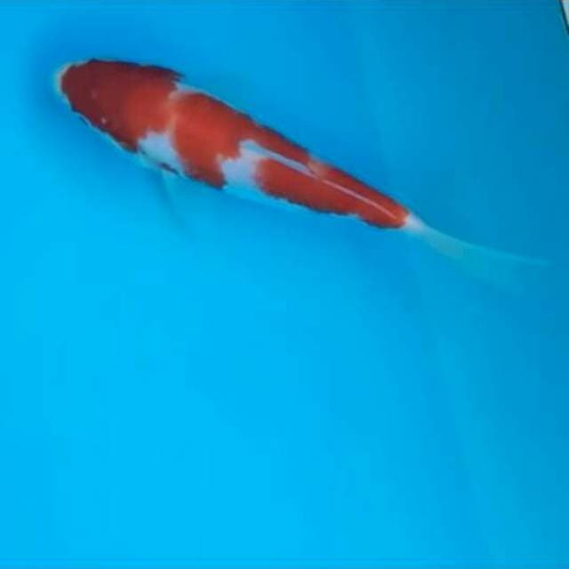 Kohaku ~ Bloodline Taniguchi