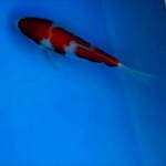 Kohaku ~ Bloodline Taniguchi