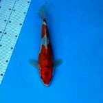 27cm