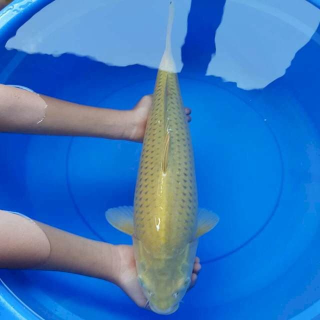 Chagoi jibak bulki 45 cm