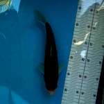Goromo 26cm