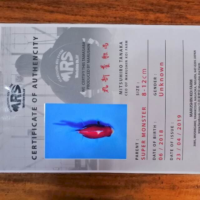 Tamasaba (Marushin) 9cm. Import dan sertifikat