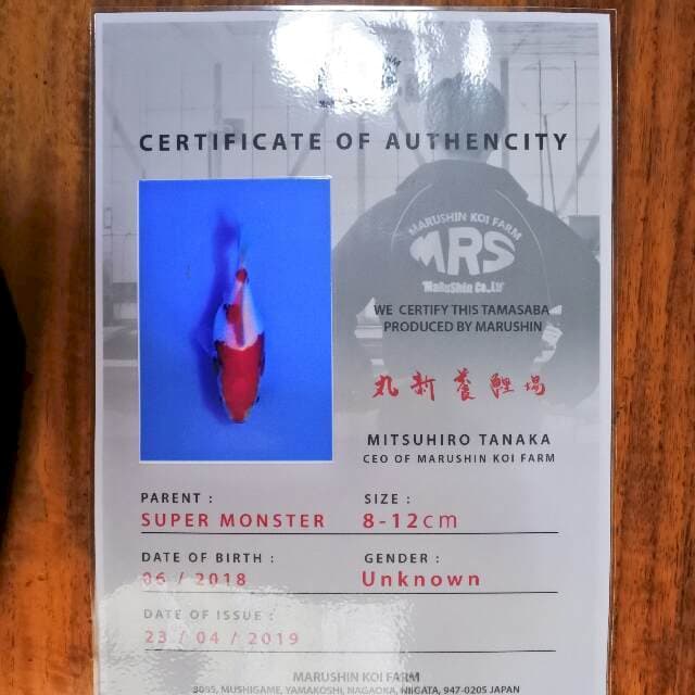 Tamasaba (Marushin) 8 cm. import dan sertifikat