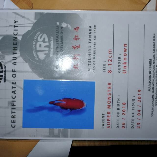 Tamasaba (Marushin) 8 cm. import dan sertifikat