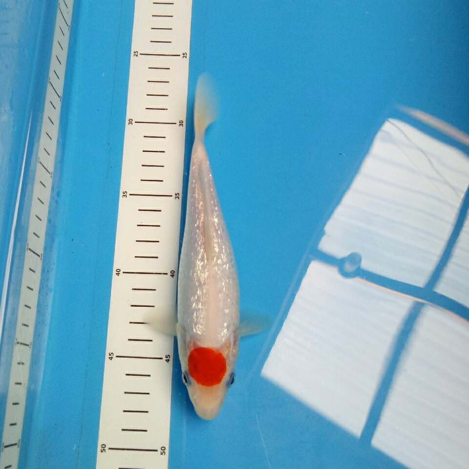 T. Kohaku GINRIN 22 cm