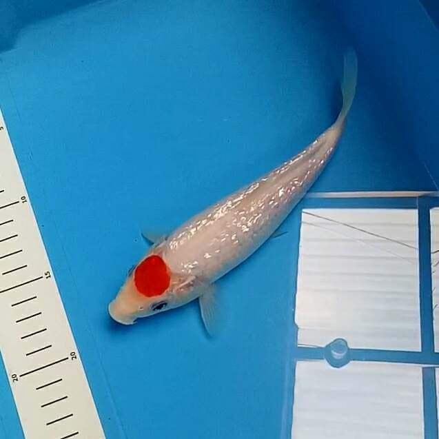 T. Kohaku GINRIN 22 cm