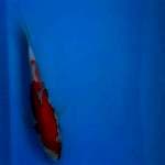 Kohaku ~ Good skin Taniguchi Bloodline