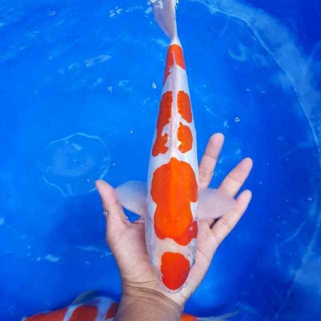 Lelang kilat SQ. kohaku doitsu