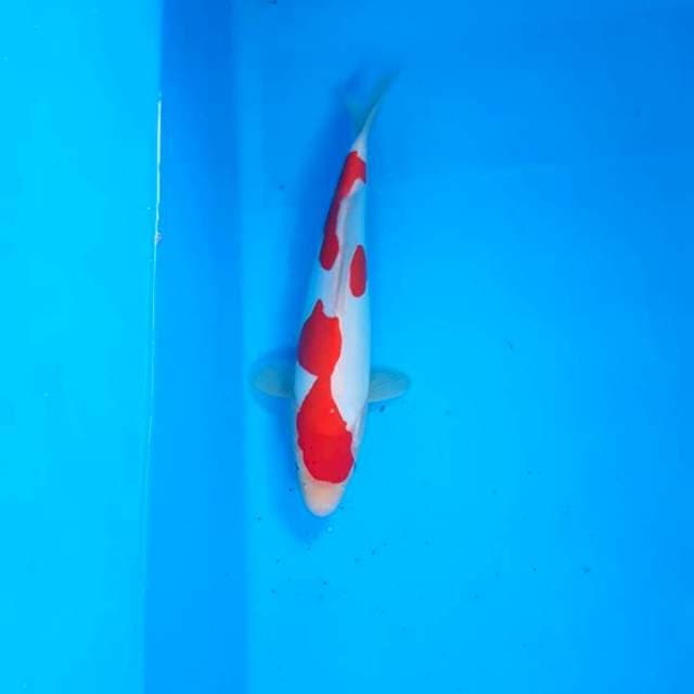 Lelang kilat SQ, kohaku doitsu