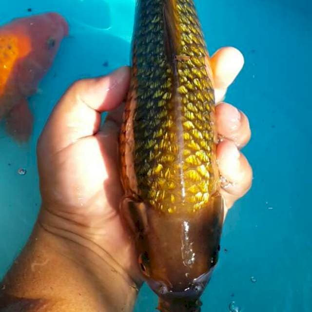 Tembaga ginrin 